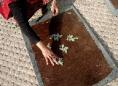 Making lokta rose leaf paper | Wild Paper handmade paper