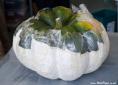 9.Turn pumpkin up right way 