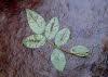 Rose leaves on the paper