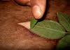 Removing rose leaf 1.