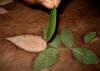 Removing rose leaf 2.